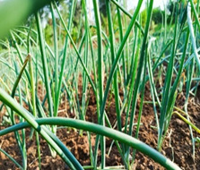 Agriculture Training